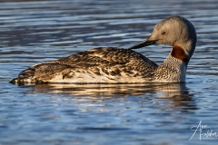 Ny-London - Red-throated Loon