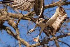 Osprey