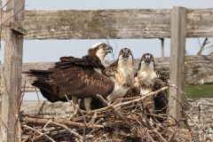 Adult and 2 Juvenile Osprey