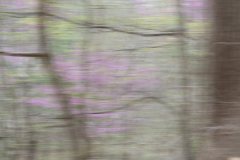 Moss03