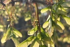 Pkrapf01