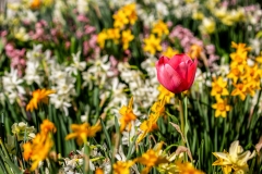 TJohnson_001
