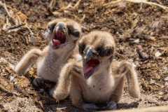 A pair of recently hatched osprey chicks (est 1-2 days old).