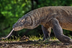 Komodo Island National Park - Flores Islands - Indonesia