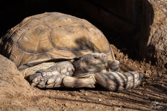 Desert Tortoise - Scottsdale Farimont Hotel