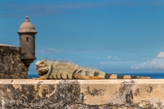 Iguana