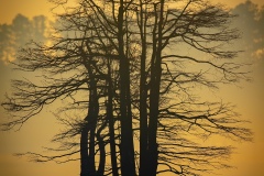 Glenn-Woodell_0293