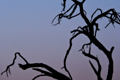 Africa 2012 Botswana Day 8 PM - Linyanti Area - Kings Pool Camp - Marabou stork in a tree