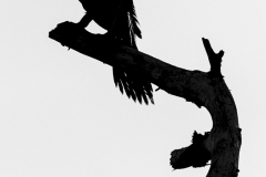 Double-crested Cormorant - Assateague National Seashore