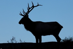 Elk silhouette at dawn