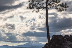 Ponderosa Pine Silhouette
