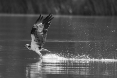 Osprey