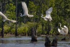 Great Egret