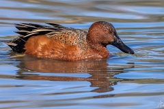 Cinnamon Teal - Sweetwater Wetlands
