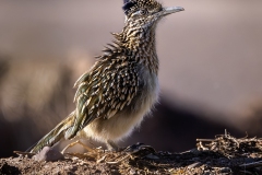 Greater Roadrunner - Sweetwater Wetlands
