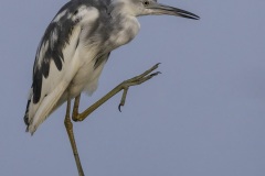 HoustonB_0002