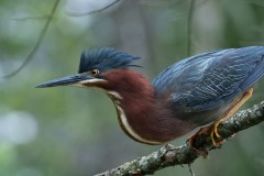 Moss01.birds_