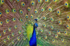TJohnson_001