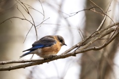 Small Birds