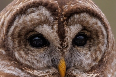 Barred Owl