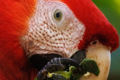 Scarlet Macaw