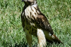 jelling08
