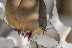 Mourning Dove - Robys Way