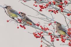 Cedar-waxwings