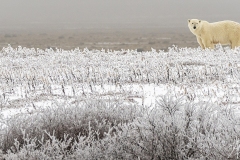 Polar Bear - Day 1