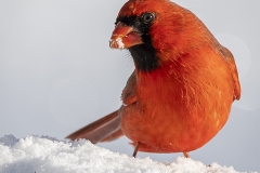 Northern Cardinal - Robys Way