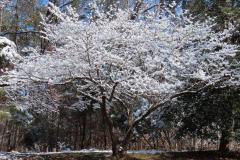 IMG_6825a-Ricca-1