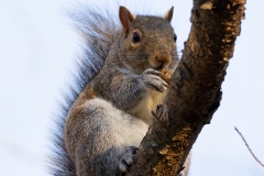 Grey Squirrel