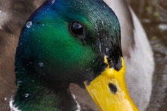 Mallard Duck