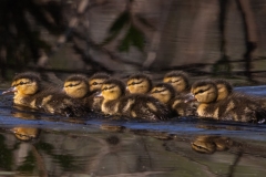 Mallard Ducklings