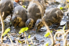 Mallard Ducklings