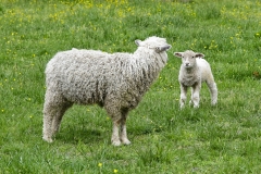 jelling51