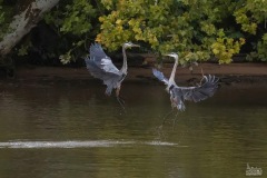 Barbara-Houston-IMG_2834