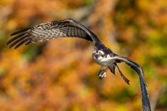 Carol-Annis-20241103-DSC09815-Edit