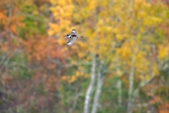 Carol-Annis-20251027-DSC00678-Edit