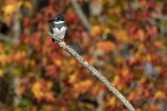 Fall-Colors-Judy.-Jones-1