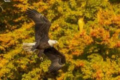 Fall-Colors-Judy.-Jones-3