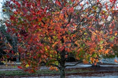 Jeanette-Navia-cw-tupelo