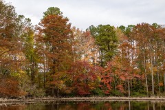 Jeanette-Navia-fall-trees
