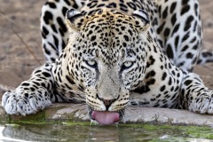 Lyle-Easley_Thirsty-2-copy-Large