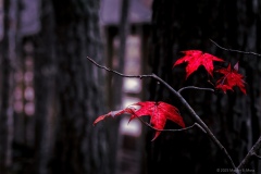 Martha-Moss-Fall-color—Sweetgum—Liquidambar-styraciflua—Greensprings—Williamsburg-Virginia-1