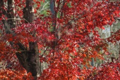 Martha-Moss-Red-maple—Greensprings—Williamsburg-Virginia-1-Large