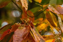 Martha-Moss-Sourwood—Oxydendrum-arboreum—Greensprings—Williamsburg-Virginia-1-Large
