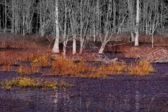 Martha-Moss-Swamp-scene-late-afternoon—Greensprings—Williamsburg-Virginia-1-Large-2