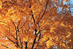 Samantha-McDaniel-1000030120