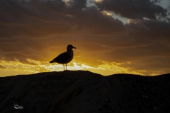 judyjonesCNPC-Gull-at-Sunset-Chincoteague-10-25-21-5D3_6417